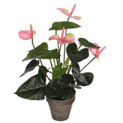 Artificial Plant - Pink Anthurium - MICA